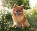 young pomeranian in nature