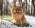 young pomeranian in nature