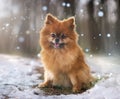 young pomeranian in nature