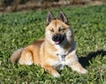 Young pomsky training in the nature