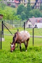 Young pony eats grass . Horse on the meadow Royalty Free Stock Photo