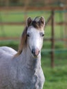 Young Pony Headshot