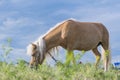 A young pony horse of Cream Locus suit grazes peacefully on a green field against a blue summer sky.