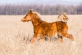 Young Pony Horse Running Free Royalty Free Stock Photo