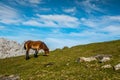 Young pony pasturing in the mountains Royalty Free Stock Photo