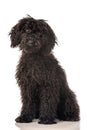 Young poodle dog Royalty Free Stock Photo