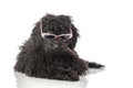 Young poodle dog Royalty Free Stock Photo