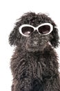 Young poodle dog Royalty Free Stock Photo