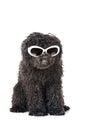 Young poodle dog Royalty Free Stock Photo