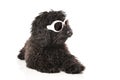 Young poodle dog Royalty Free Stock Photo