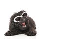Young poodle dog Royalty Free Stock Photo