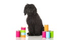 Young poodle dog Royalty Free Stock Photo