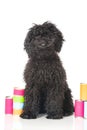 Young poodle dog Royalty Free Stock Photo