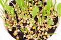 Young popcorn plants in white plastic tray from above