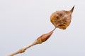 Young Poplar Bud With Leaf