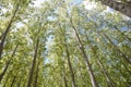 Young poplar forest Royalty Free Stock Photo