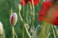 Young Poppy bud on the green grass and red buds background
