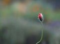 Young poppy flower