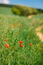 Young poppy flowers in the nature