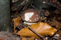 Young porcini mushroom in the forest Royalty Free Stock Photo