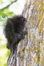 Young porcupine baby climbing up tree Royalty Free Stock Photo