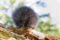 Young porcupine baby
