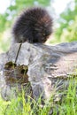 Young porcupine exploring Royalty Free Stock Photo