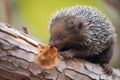 young porcupine gnawing on aspen tree bark