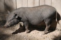 Young Pot-bellied pig Royalty Free Stock Photo