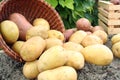 Young potato Royalty Free Stock Photo