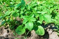 Young potato bush on the ground in a field.