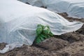 A young potato bush is peeking out from under the spunbond agrofibre spunlaid nonwoven fabric. Modern technologies in farming. Royalty Free Stock Photo