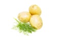 Young potato with green dill, isolated on white background. Heap of fresh organic potatoes root, close-up