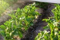 Young potato juicy bushes grow in the field. Olericulture. Agriculture and agro industry. Farm plantation on a sunny day. Royalty Free Stock Photo