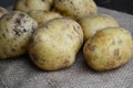 a young potato lies on burlap