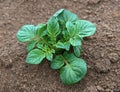 Young potato plant Royalty Free Stock Photo