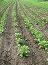 Young potato-plant