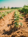 Young potato plant growing in a field