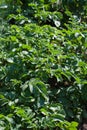 Young potato plant growing on the soil.Potato bush in the garden Royalty Free Stock Photo