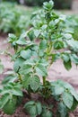 Young potato plant growing on the soil. Potato bush in the garden Royalty Free Stock Photo