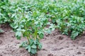 Young potato plant growing on the soil. Potato bush in the garden Royalty Free Stock Photo