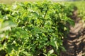 Young potato plant growing on the soil.Potato bush in the garden.Healthy young potato plant in organic garden. Organic farming. Royalty Free Stock Photo