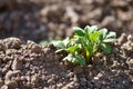 Young potato plant growing on the soil. Royalty Free Stock Photo