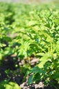 Young potato plant growing on the soil.Potato bush in the garden. Royalty Free Stock Photo