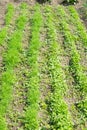 Young potato plant growing on the soil.Potato bush in the garden.Healthy young potato plant in organic garden Royalty Free Stock Photo