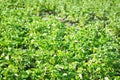 Young potato plant growing on the soil.Potato bush in the garden. Royalty Free Stock Photo