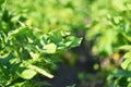 Young potato plant growing on the soil.Potato bush in the garden. Royalty Free Stock Photo