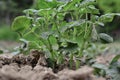 Young potato plant growing on the soil. Royalty Free Stock Photo