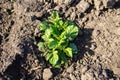 Young potato plant growing on vegetable garden Royalty Free Stock Photo