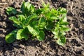 Young potato plant growing on vegetable garden Royalty Free Stock Photo